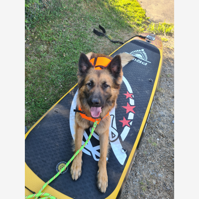 image_Pet-sitter