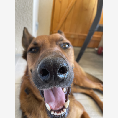 image_Pet Sitter
