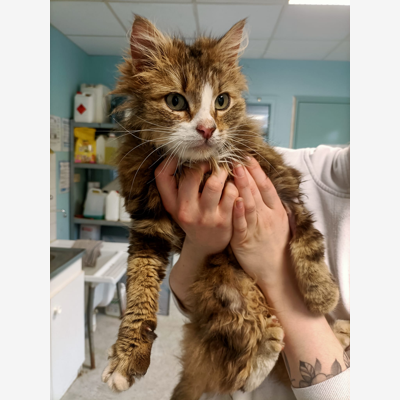 image_garde pour chat ayant besoin d'une présence et de calins