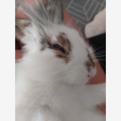 image_Lapin nain