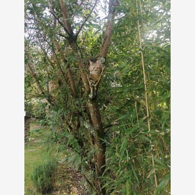 image_garde d'un chat