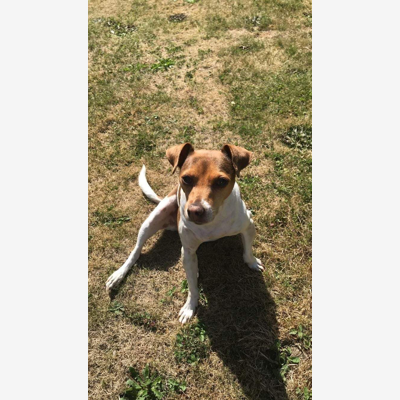 image_RECHERCHE FAMILLE D'ACCUEIL PETIT CHIEN 12 AU 20 AOUT