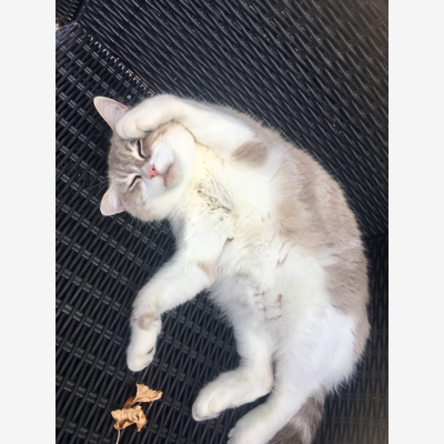 image_Je viens m’occuper de votre chat