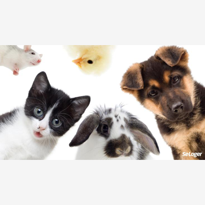 image_Garde d'animaux à votre domicile