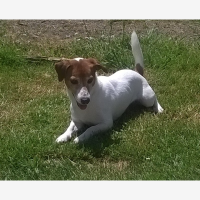 image_Recherche Pet Sitter