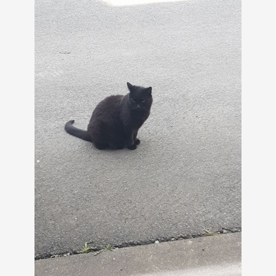 image_GArde pour notre chatte