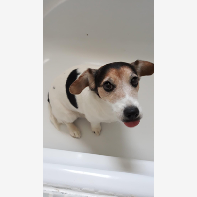 image_Le paradis des chiens