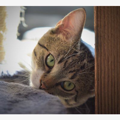 image_Nounou pour votre chat