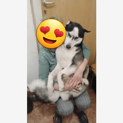 image_Garde d'animaux