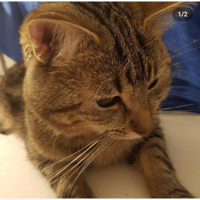 image_Je garde vos chats