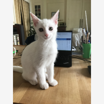 image_Urgent cherche pet sitter pour notre chaton Haiku