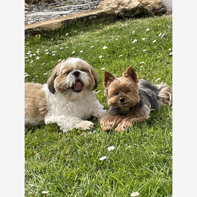 image_RETRAITEE EXPERIMENTEE GARDES PETITS CHIENS