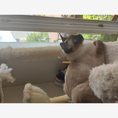 image_Recherche garde chat chez petsitter