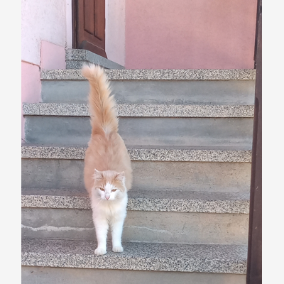 image_Visites chats à votre domicile