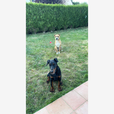image_Garde d’animaux. Chiens 🐶 Chats 🐈⬛ Lapins 🐰