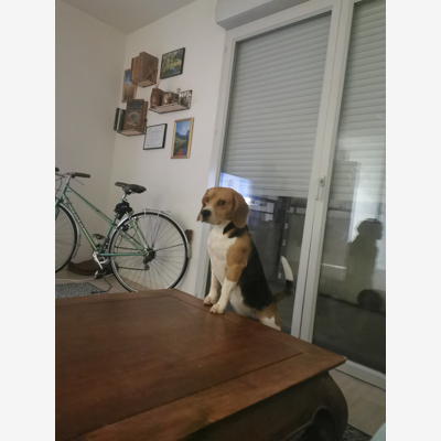 image_Recherche pet sitter pour mon chien