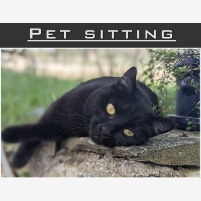 image_Pet sitter / Horse sitter professionnelle