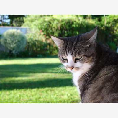 image_Recherche une personne susceptible de garder notre chat chez elle pendant une dizaine de jours à partir du 13 aoûtt