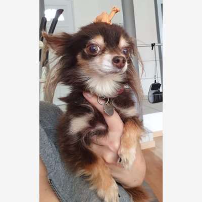 image_Pet-sitter, garde d'animaux