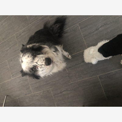 image_Cherche famille d accueil pour notre Border Collie