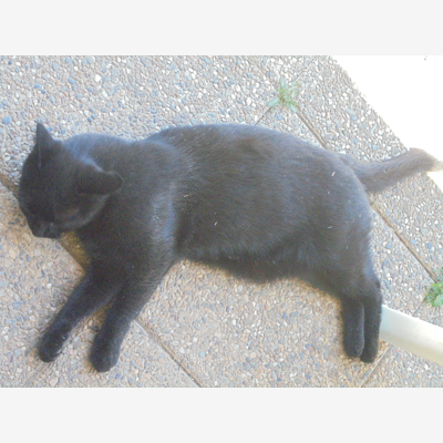 image_CHAT'OUILLE