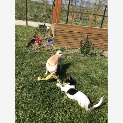 image_PET SITTER garde d'animaux en famille