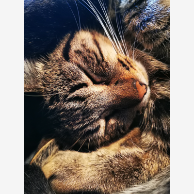 image_Pet sitting