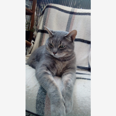 image_Garde d'animaux