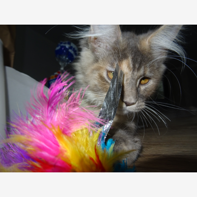 image_Garde d'animeaux Chat/Chien