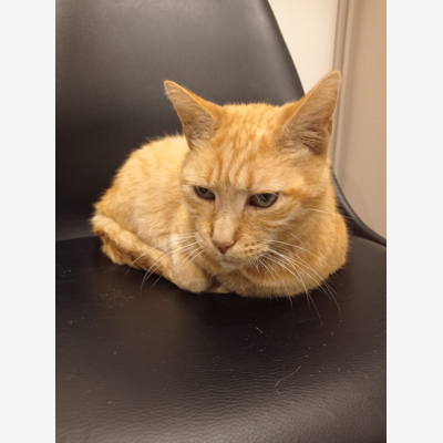 image_Cat sitter/garde animaux