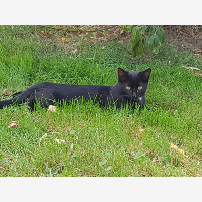 image_recherche une personne pour s'occuper de me animaux pendant mon absence