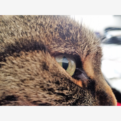 image_Garde d'animaux