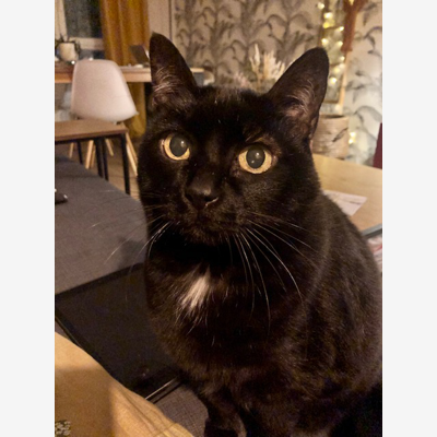 image_Garde mon chat à votre domicile