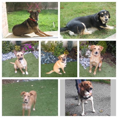 image_Garde de chiens chez vous et promenades