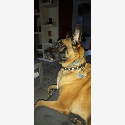 image_Garde chien
