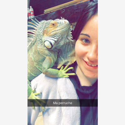 image_gardiennage d'animaux