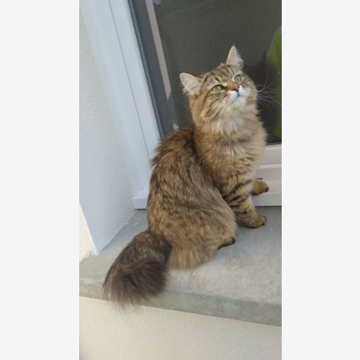 image_garde d animaux