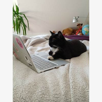 image_Garde de chats : chat va bien se passer !