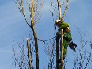 image_Elagage et abattage de vos arbres