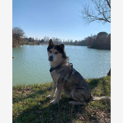 image_Garde d'animaux / Promenades quotidienne