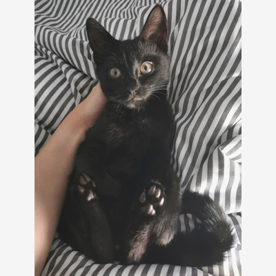 image_Petsitting, garde animaux, chats, chiens, certains Nac