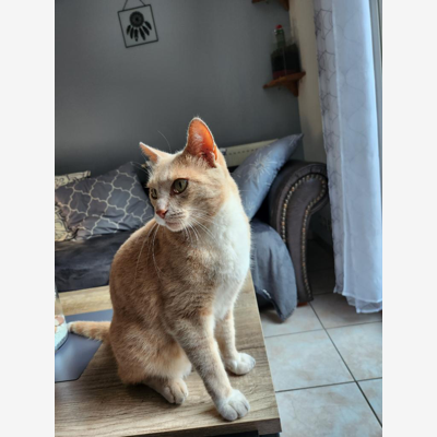 image_Garde chat chien