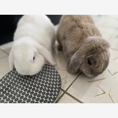 image_Demande garde 2 lapins bélier nains