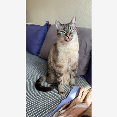 image_Garde d'animaux et visite à domicile pour vos compagnons à 4 pattes.