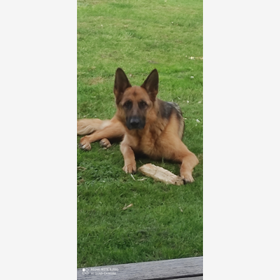 image_Cherche garde chienne berger allemand