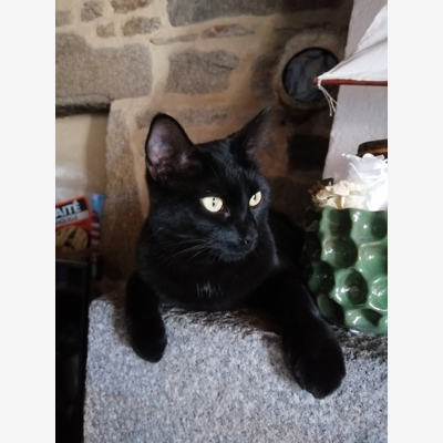 image_Pet sitting