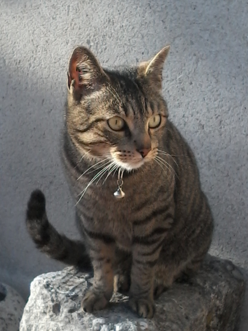 image_Echange de Garde de Chat