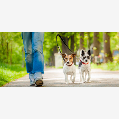 image_Pet Sitter
