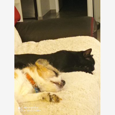 image_Garde d'animaux