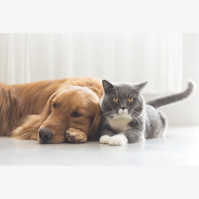 image_Cat sitter et Dog sitter